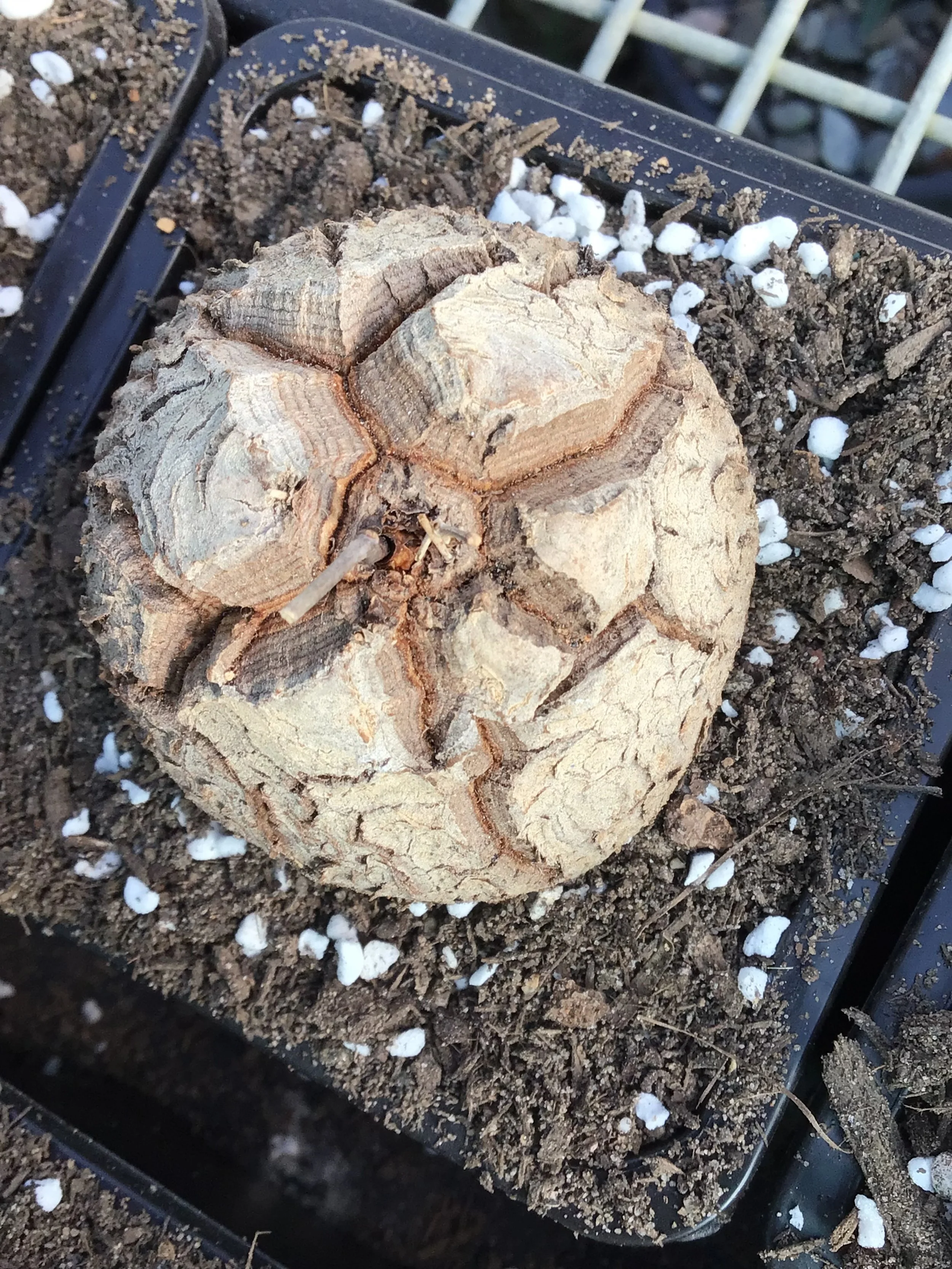 Dioscorea Elephantipes aka. Elephant's Foot