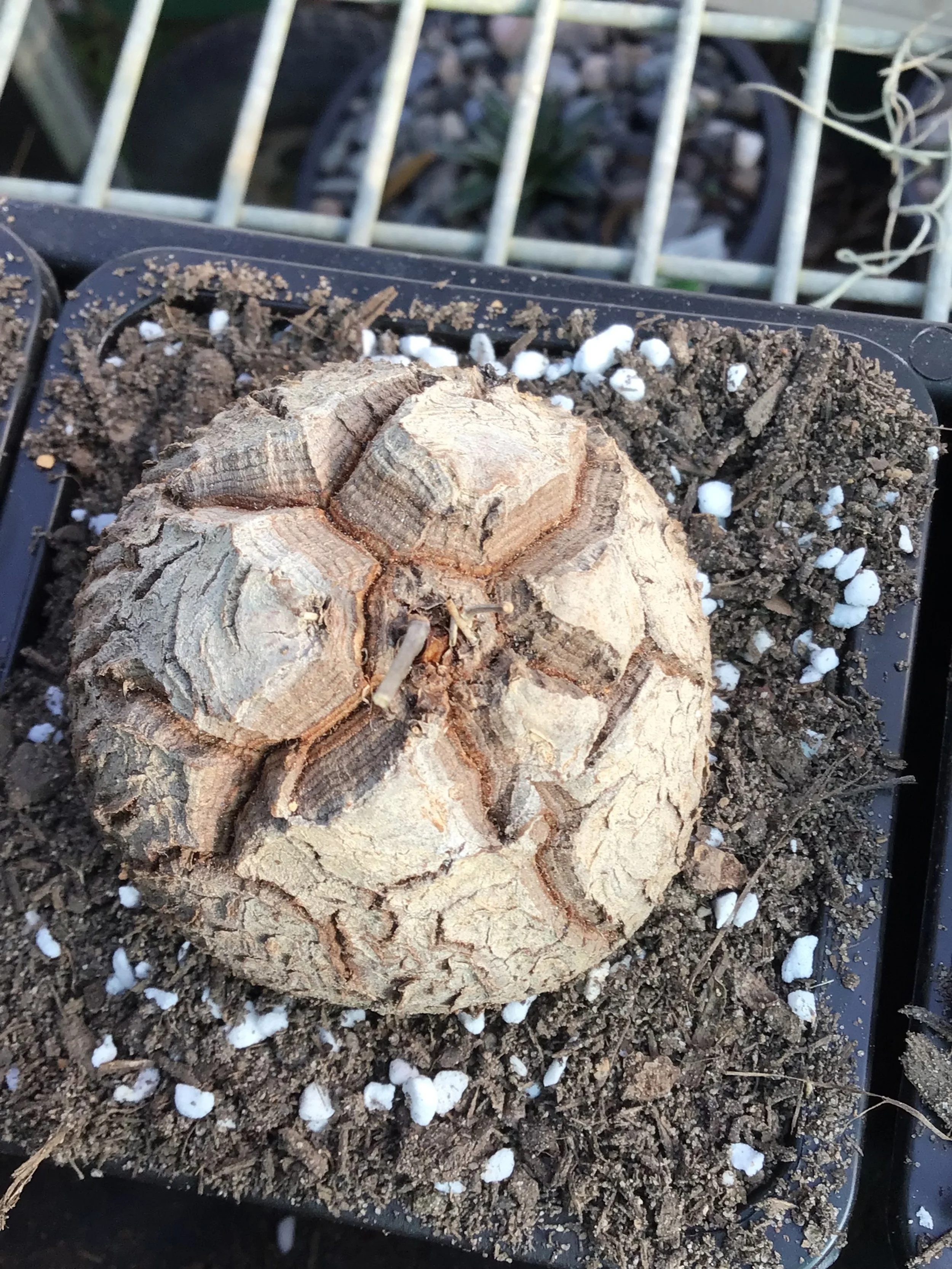 Dioscorea Elephantipes  aka. Elephant's Foot