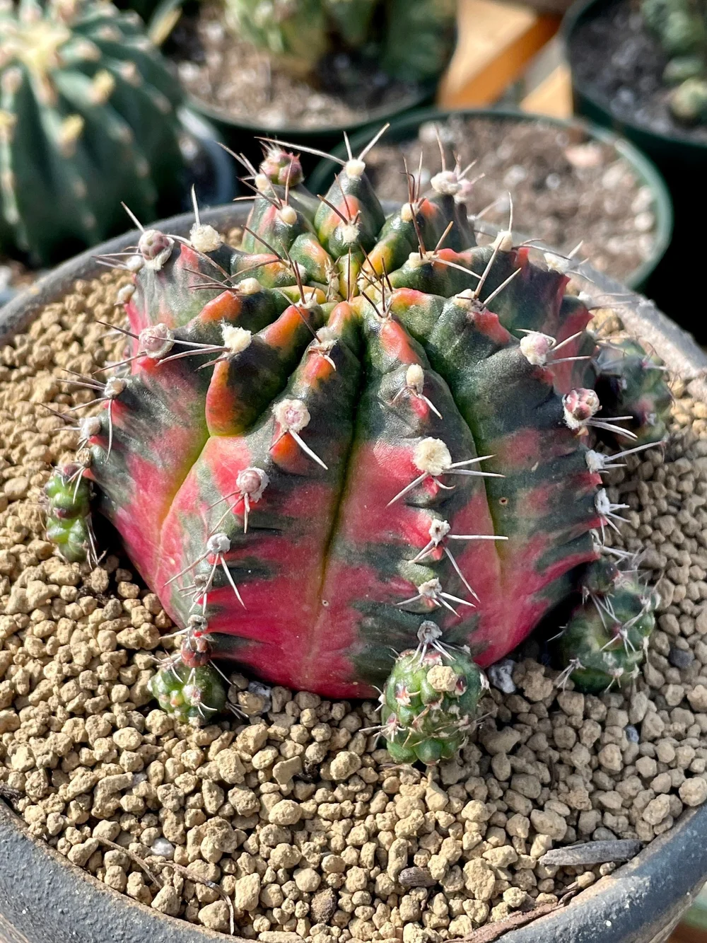 Gymnocalycium Cristata Variegated  Manning Valley Succulent Garden