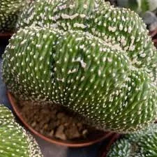 Blossfeldia liliputana Cristata