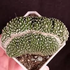Blossfeldia liliputana Cristata