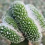 Blossfeldia liliputana Cristata