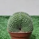Blossfeldia liliputana Cristata