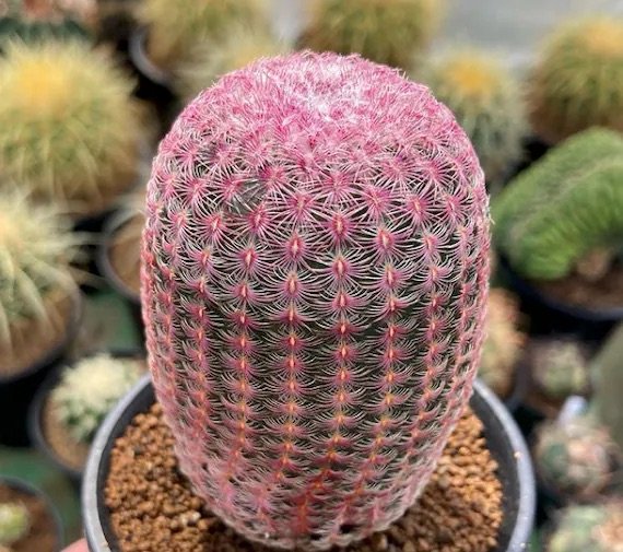 Echinocereus rigidissimus aka. “ RAINBOW CACTUS”