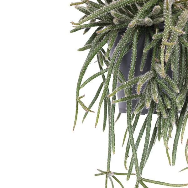 Rhipsalis Horrida aka. "Mouse Tail Cactus"  Manning Valley Succulent Garden