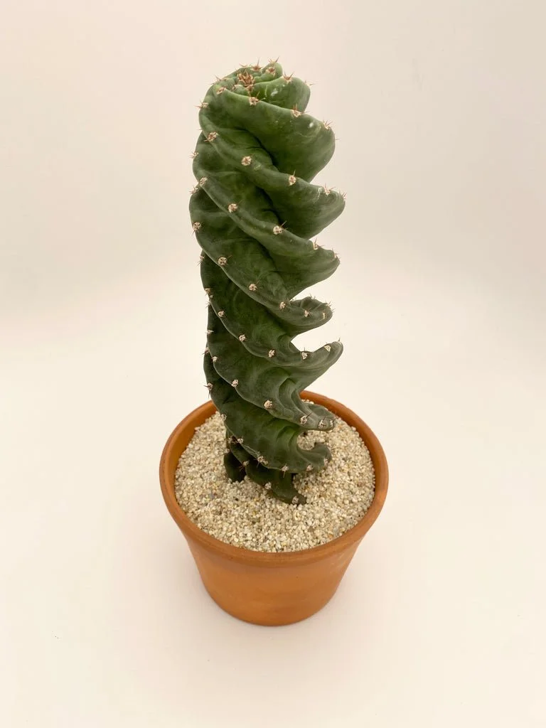 Cereus forbesii 'Spiralis'