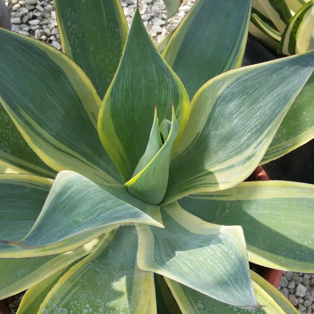 Agave Kara’s Stripe