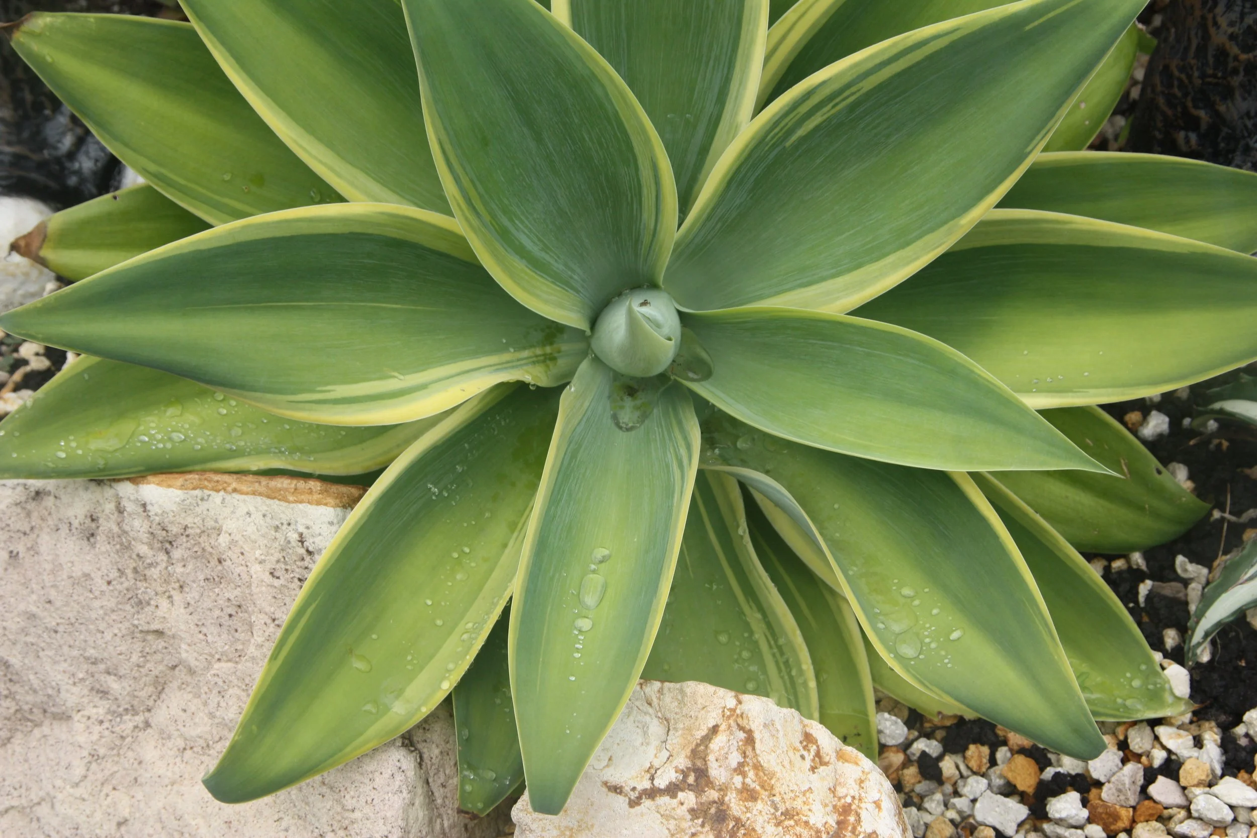 Agave Kara’s Stripe