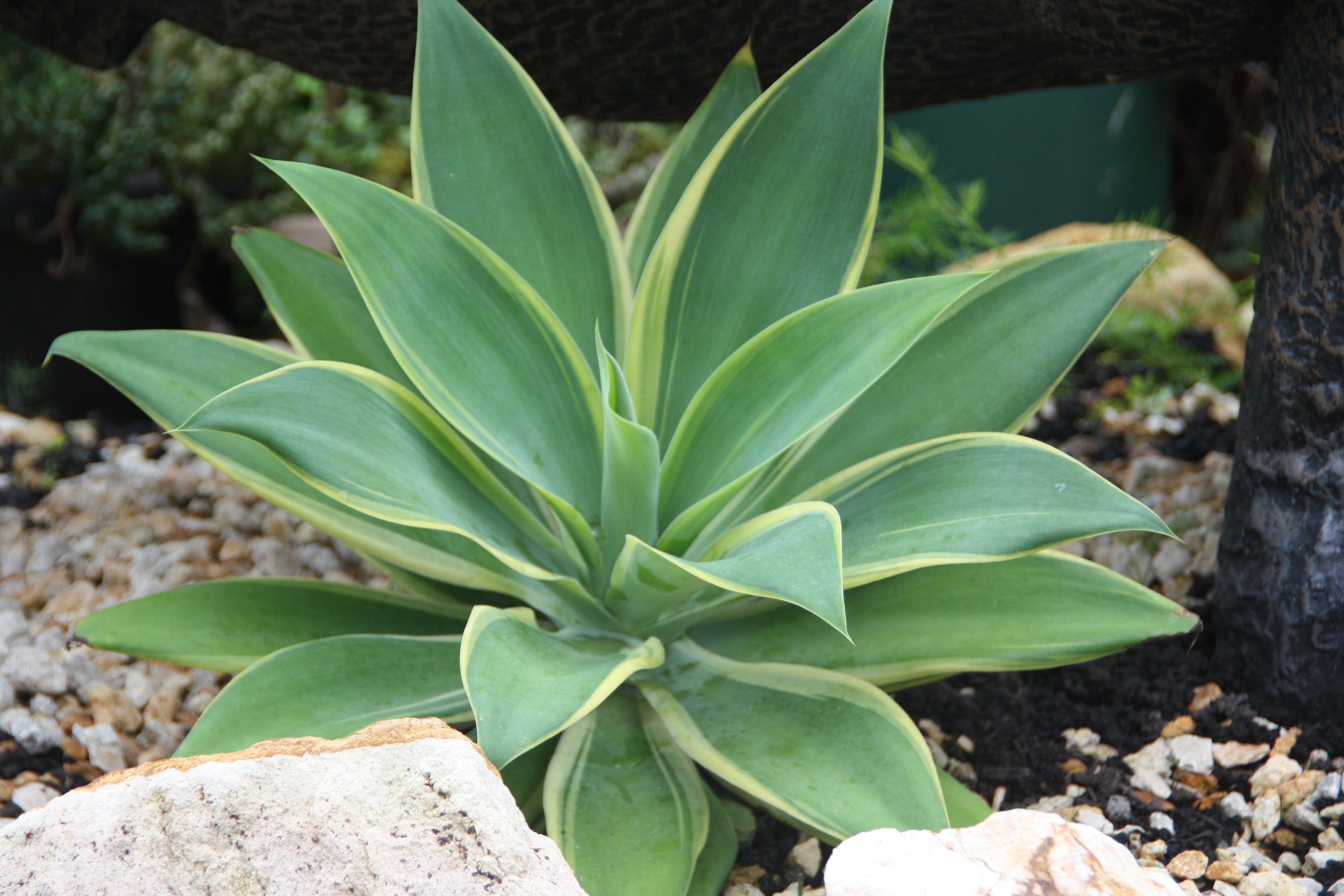Agave Kara’s Stripe