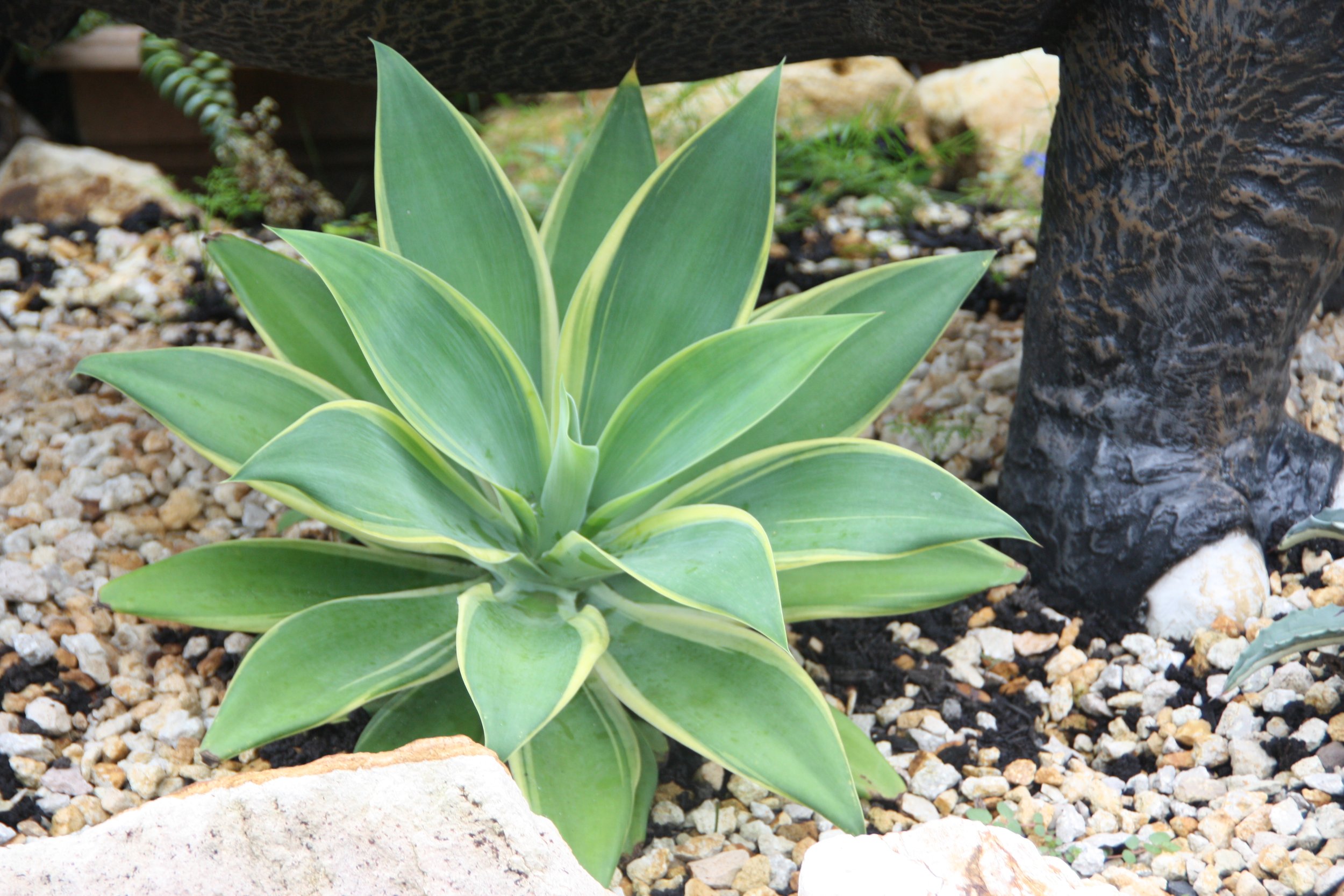 Agave Kara’s Stripe