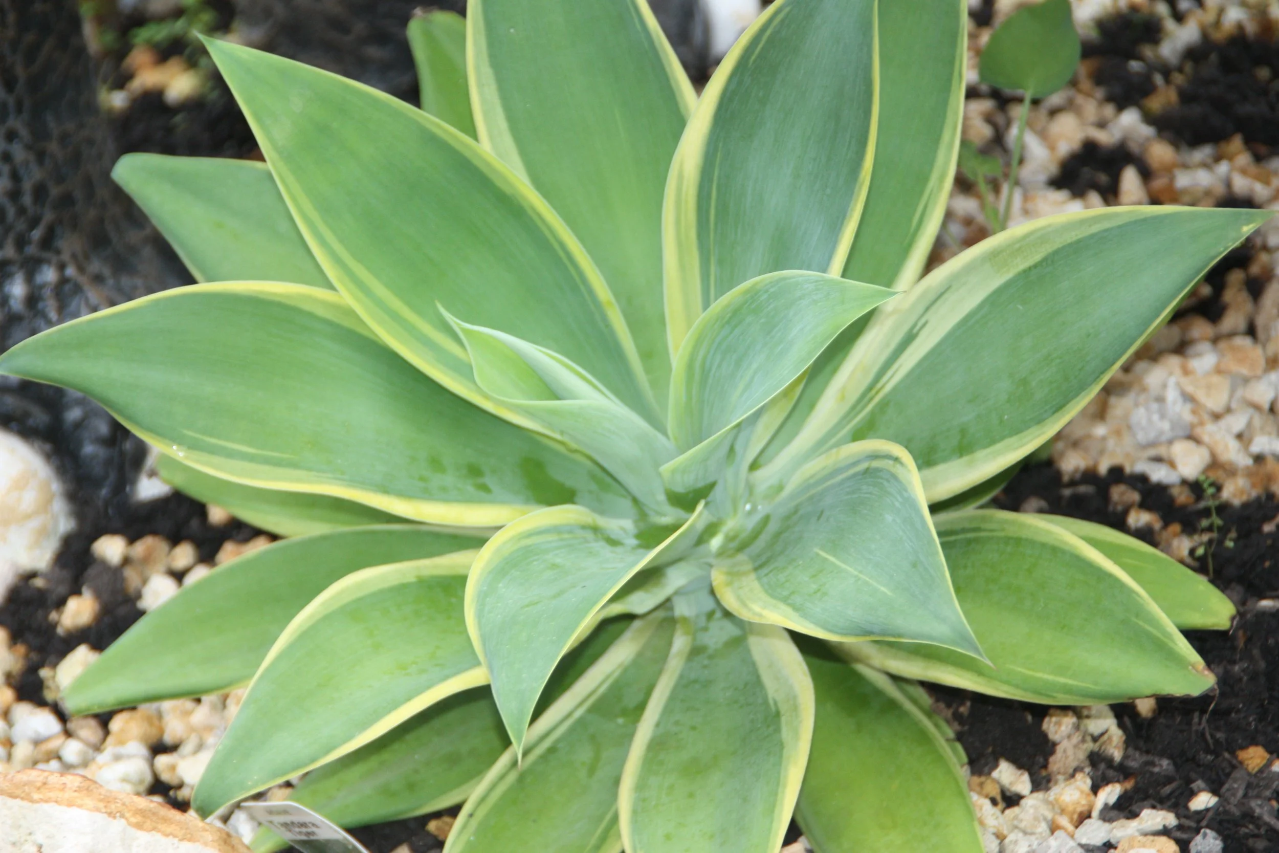 Agave Kara’s Stripe