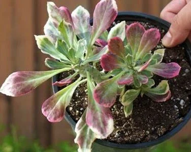 Monadenium Ritchiei Variegata White  Manning Valley Succulent Garden
