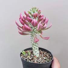 Monadenium Stapelioides f. variegata 翡翠柱