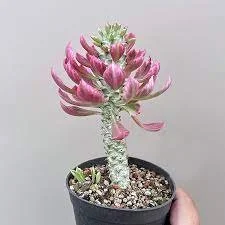Monadenium-Stapelioides f. Variegata  Manning Valley Succulent Garden
