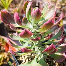 Monadenium Stapelioides f. variegata 翡翠柱