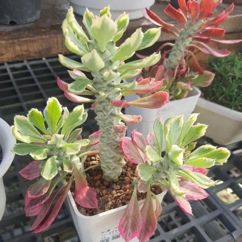 Monadenium-Stapelioides f. Variegata  Manning Valley Succulent Garden