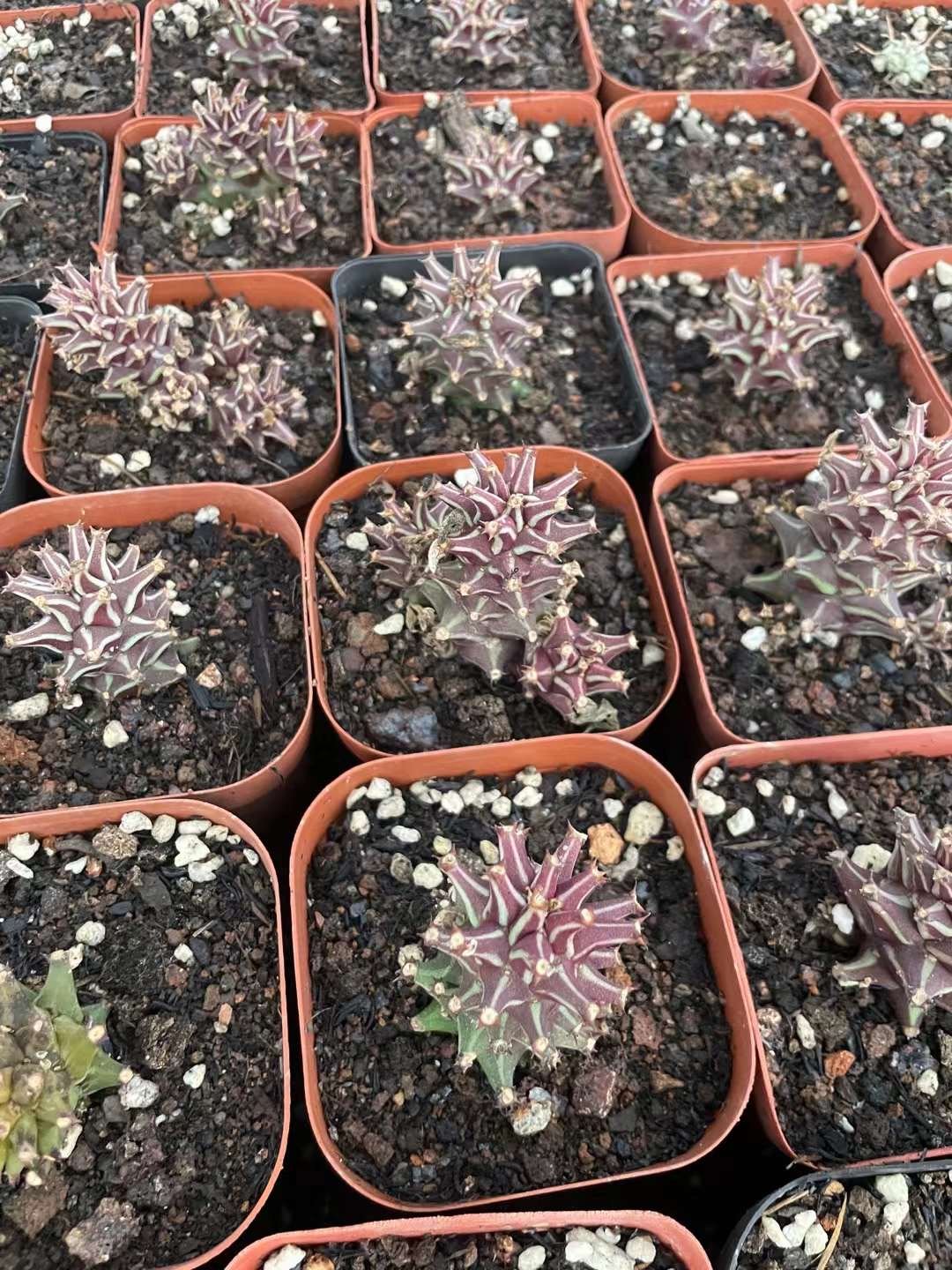 Monadenium Schubei Tazania Red