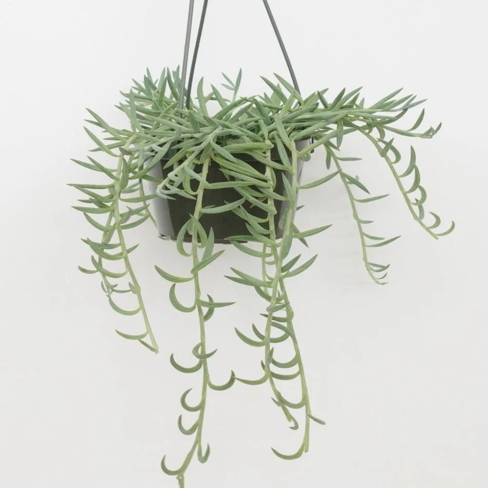 Senecio  radicans String of Fishhook
