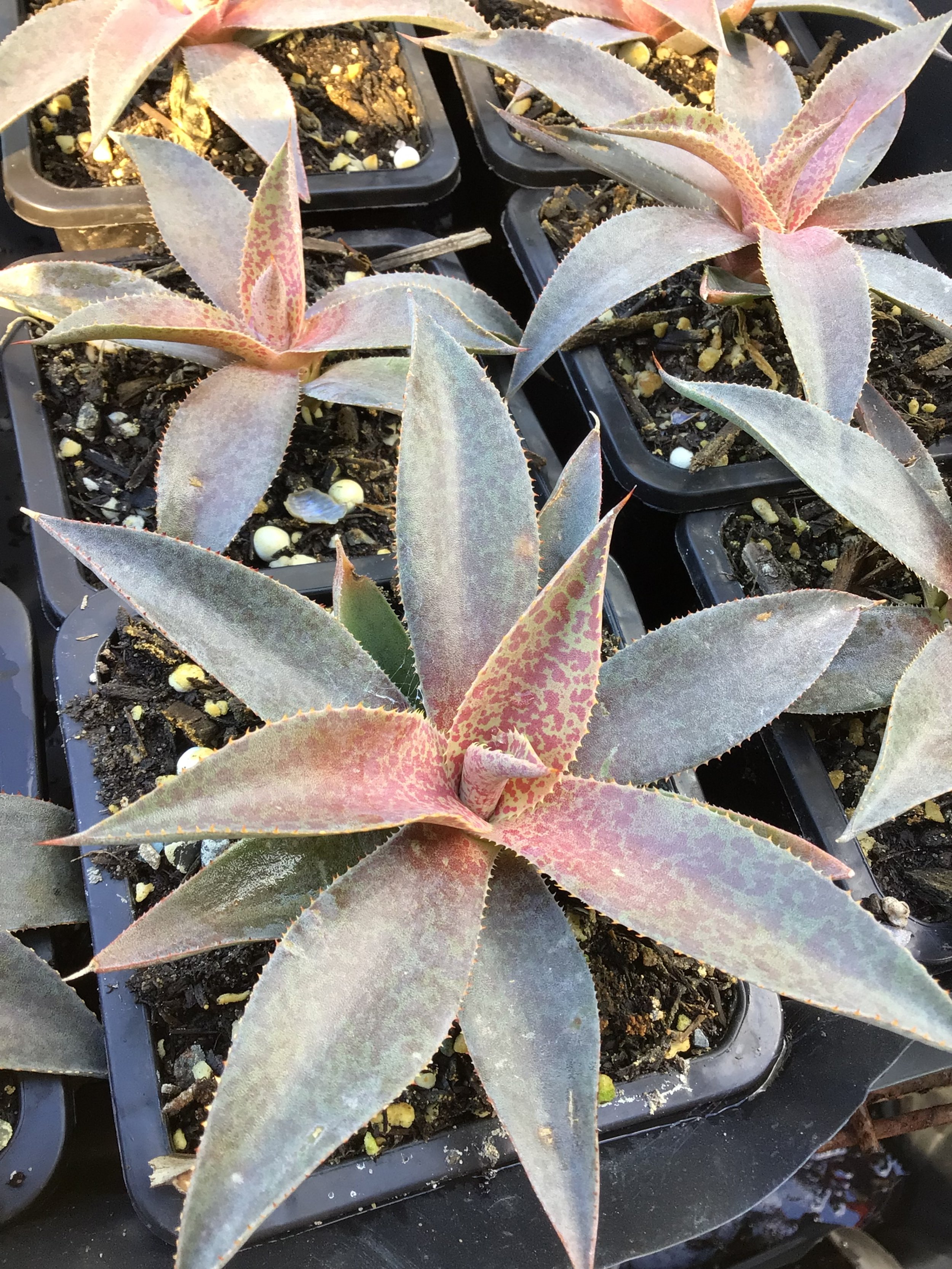 Mangave Purple People Eater
