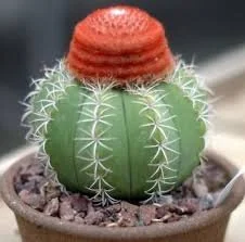 Melocactus matanzanus aka. Turk’s Cap Cactus