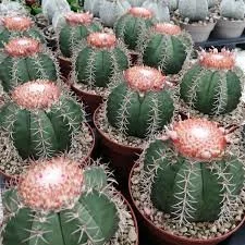 Melocactus matanzanus aka. Turk’s Cap Cactus
