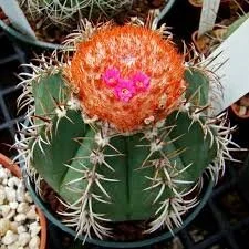 Melocactus matanzanus aka. Turk’s Cap Cactus