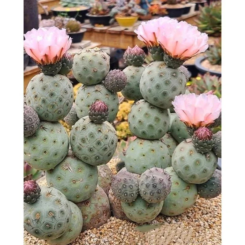 Tephrocactus geometricus