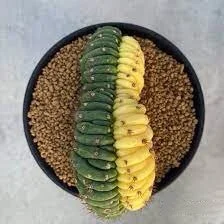 Gymnocalycium Cristata Variegated