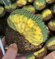 Gymnocalycium Cristata Variegated