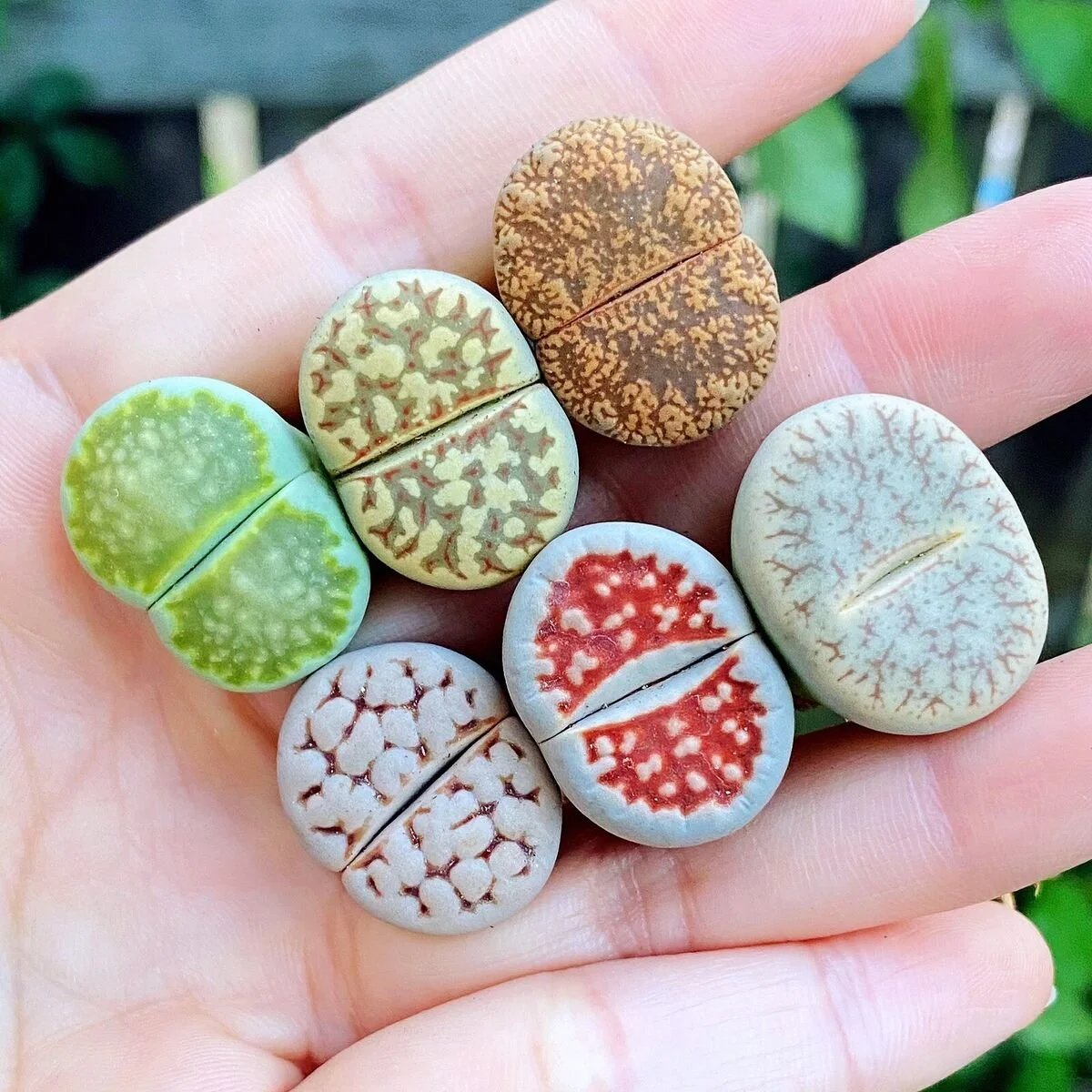 Lithops aka "Living Stone"
