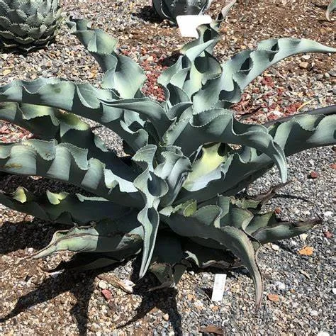 Agave Gypsophila Blue Curl  Manning Valley Succulent Garden