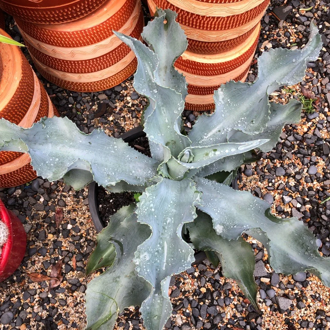 Agave Gypsophila Blue Curl