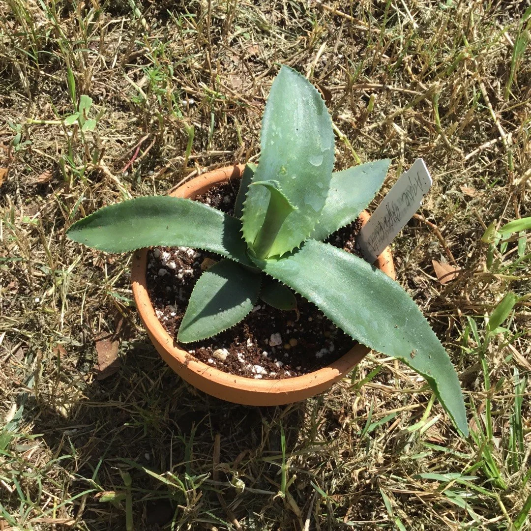 Agave Gypsophila Blue Curl