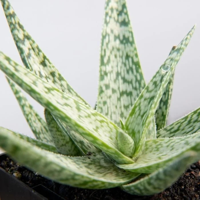 Aloe Mini White