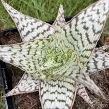 Aloe Delta