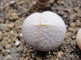 Dintheranthus pole-evansii Golf Ball