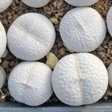 Dintheranthus pole-evansii Golf Ball