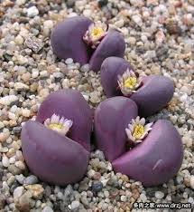 Lithops Optica “Rubra”