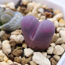 Lithops Optica “Rubra”