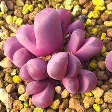 Lithops Optica “Rubra”