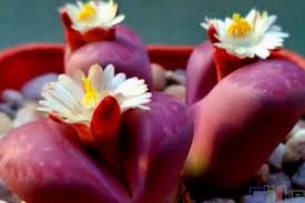 Lithops Optica “Rubra”