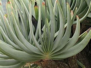 Aloe Plicatilis aka. "Fan Aloe"