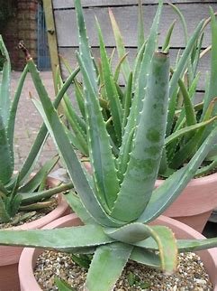 Aloe Barberae aka. "Tree Aloe"