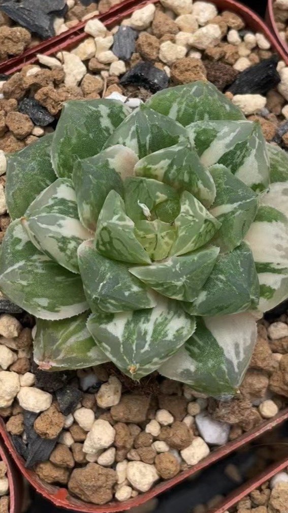 Rare Varigated Haworthia