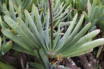 Aloe Plicatilis aka. "Fan Aloe"