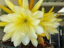 Epiphyllum phyllanthus aka. "Climbing Cactus" - Yellow