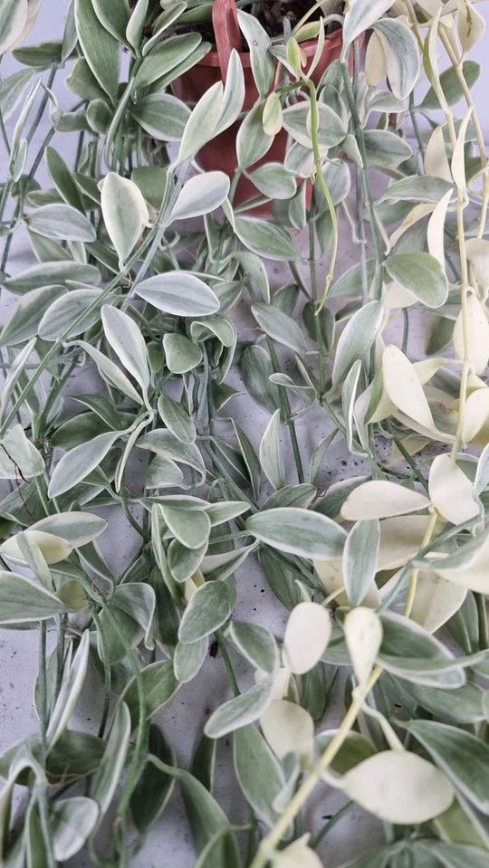 Dischidia Oiantha Variegata