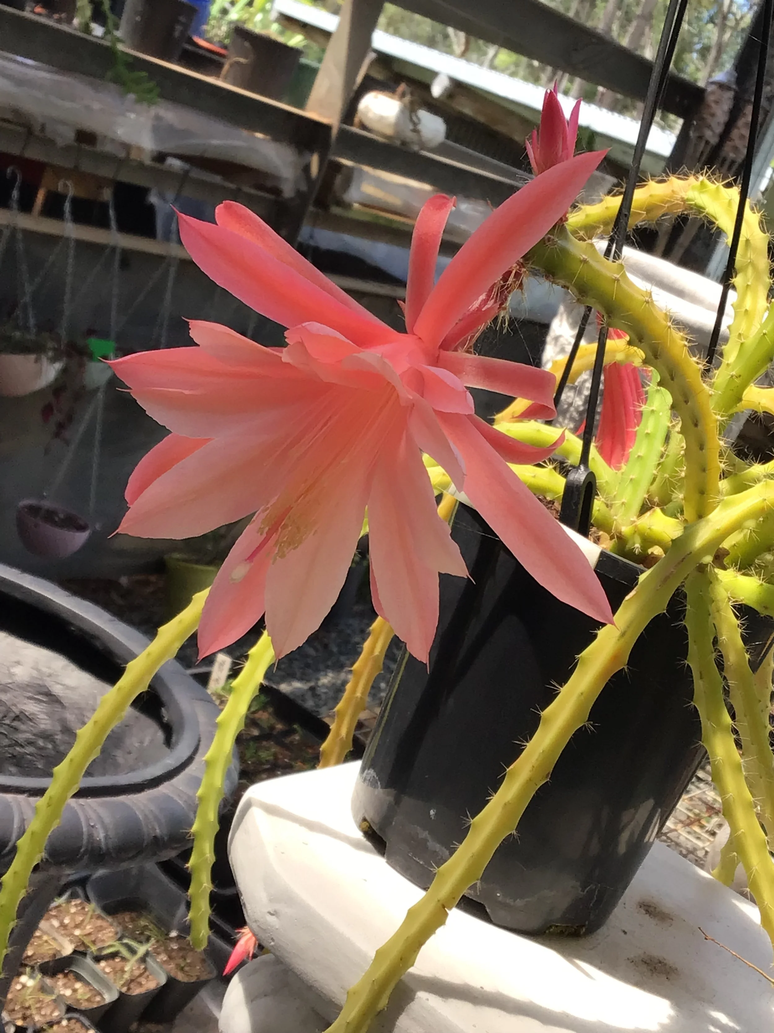 Aporocactus With pink flower