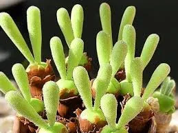 Monilaria obconica “Bunny Ear”