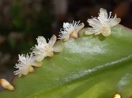 Rhipsalis Goebeliana
